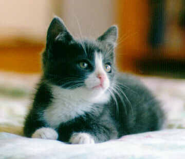 The little grey-white »Dimitri« on my mother's bed. Bigger
extent of 10½ KB