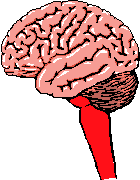 Cerveau humain à titre d'un organe