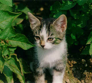 The striped tomcat »Zacharias« sitting under some potato
plants. Bigger extent of 12¾ KB